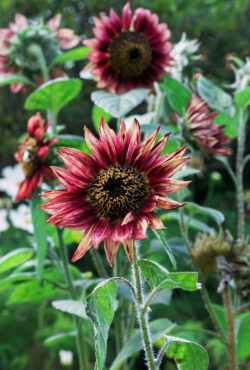 Sunflower Floristan 2