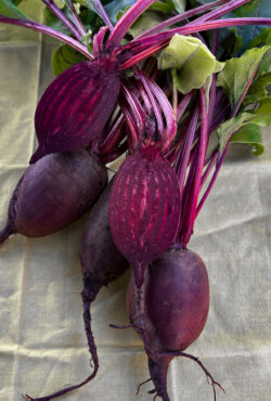 Beetroot Cilindra 3