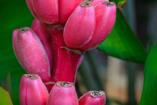 Cover Edible tree pink velvet banana square scaled 1