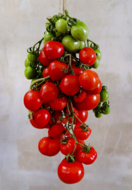 Tomato Hanging Prince LAH 2025 web_DSF8344 scaled