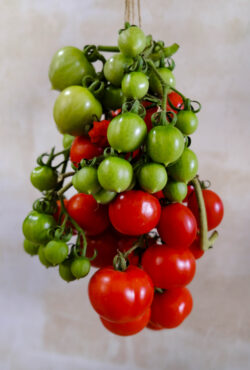Tomato Hanging Prince LAH 2025 web _DSF8350 scaled
