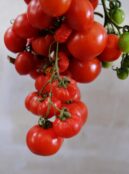 Tomato Hanging Prince LAH 2025 web_DSF8355 scaled