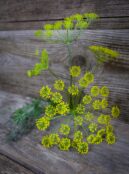 Herb Dill Domino LAH 2025 web _DSF5557 scaled