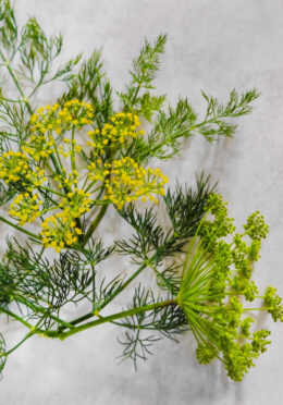 Herb Dill Domino LAH 2025 web_DSF55583 scaled