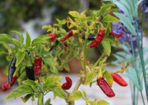 amandine veyron HmpIY5MJ2KE unsplash scaled