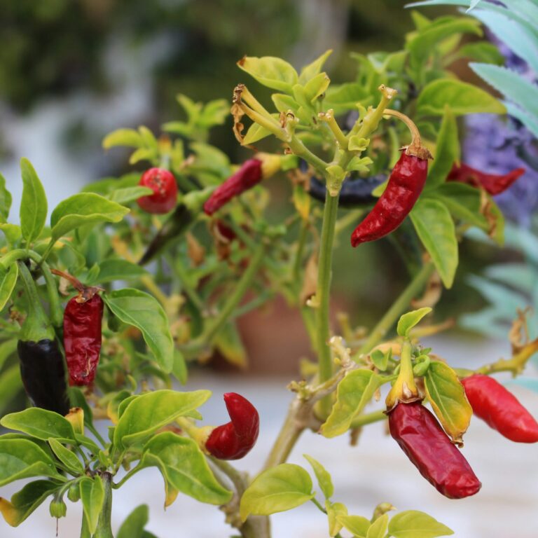 amandine veyron HmpIY5MJ2KE unsplash scaled