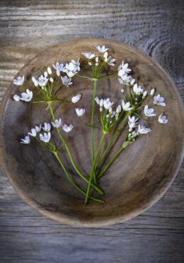 Perennial Garlic Daffodil Garlic LAH 2025 web_DSF4879 scaled