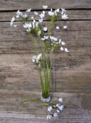 Perennial Garlic Daffodil Garlic LAH 2025 web_DSF4869 scaled