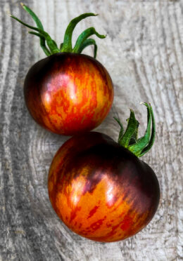 Dwarf Tomato Shadow Boxing LAH Cover Crop IMG_1443 1