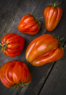 Tomato Goatbag LAH Cover Crop_DSF1660 1 scaled 1