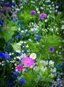 Anti Aphid Flower Mix web 24k077 8 scaled