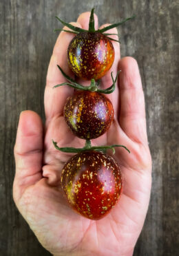 Tomato Dark Galaxy LAH Cover Crop IMG_0465 1