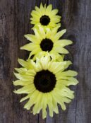 Sunflower Moonshine LAH 2025 web_DSF7654 scaled