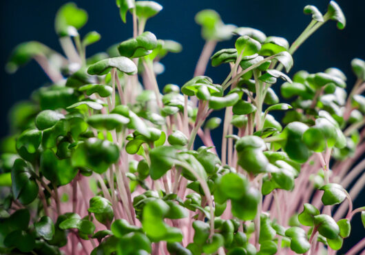 Microgreens Red Cabbage cover shutterstock_2184164775 1 scaled 1