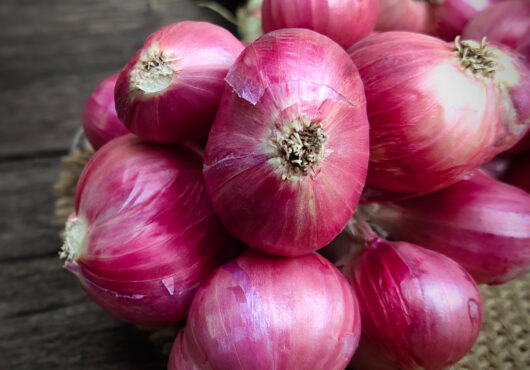 Onion Isobel Rose Cover shutterstock_1909570630 1