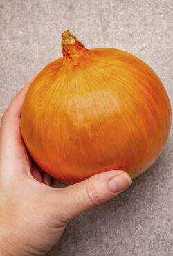 Onion Galacticus Cover shutterstock_141992178 scaled 1