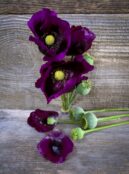 Breadseed Poppy Laurens Grape LAH 2025 web _DSF5103 scaled
