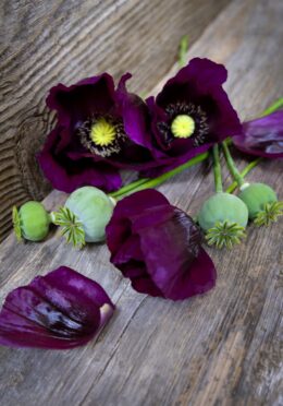 Breadseed Poppy Laurens Grape LAH 2025 web _DSF5109 scaled