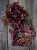 Lettuce Marvel of 4 Seasons LAH 2026 web_DSF8970 scaled