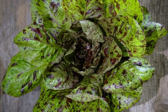 Lettuce 'Speckled Trout', green cos speckled with maroon