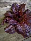Lettuce Outredgous LAH 2026 web_DSF8995 scaled