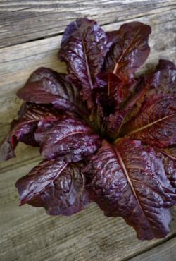 Lettuce Outredgous LAH 2026 web_DSF8995 scaled
