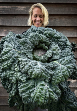 Savoy Cabbage Purple Rain LAH 2025 web IMG_1783 scaled