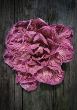 Chicory Rose of Venice LAH 2024_DSF2536 scaled