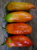 Tomato Jersey Devil LAH 2025 cover _DSF6999 scaled