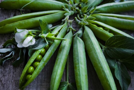 Pea 'Alderman', tall heavy-cropping shelling pea