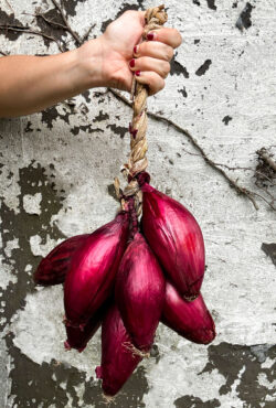 Onion Long Red of Florence LAH 2024 web IMG_4325