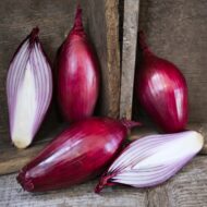 Onion Long Red of Florence LAH 2024 web_DSF3269 scaled