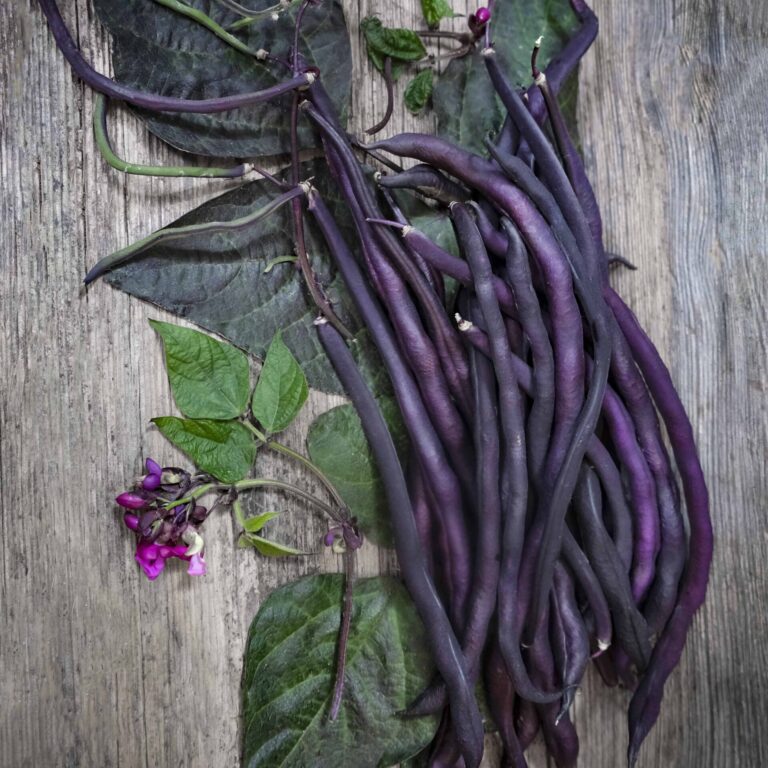 French Bean Carminat LAH 2024 web _DSF3587 scaled