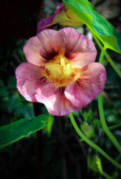Cover Nasturtium Purple Emperor shutterstock_2245784603 scaled 1