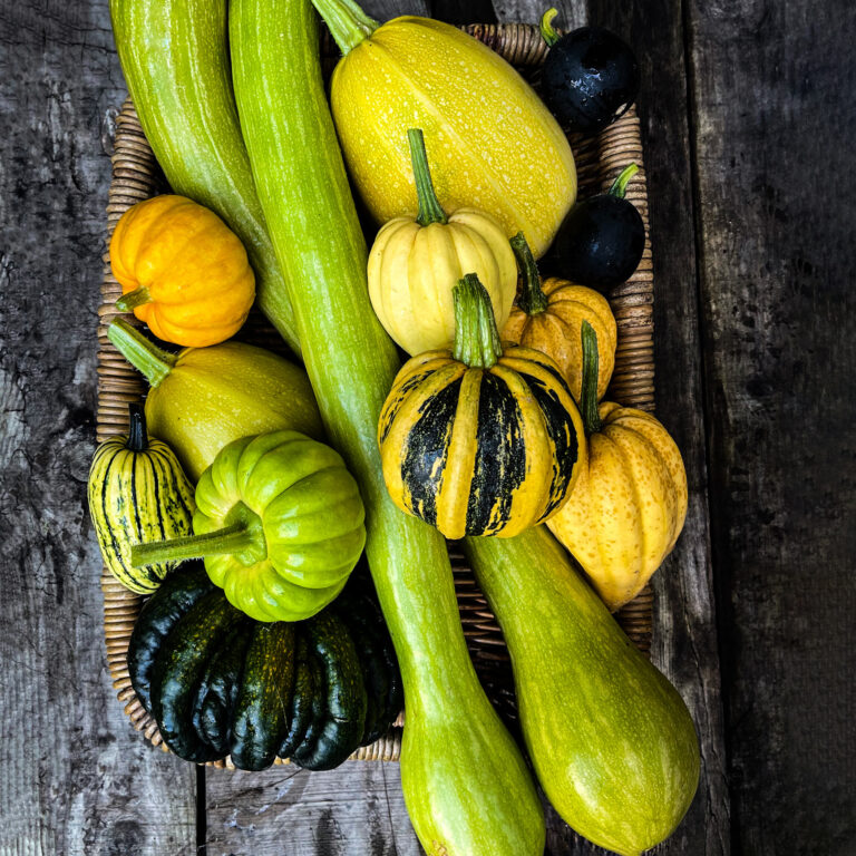 Pumpkins Gourds and Squash