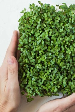 microgreen ricket newsletter crop scaled 1