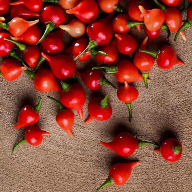 Cover Chilli Biquinho shutterstock_1739983172 scaled 1