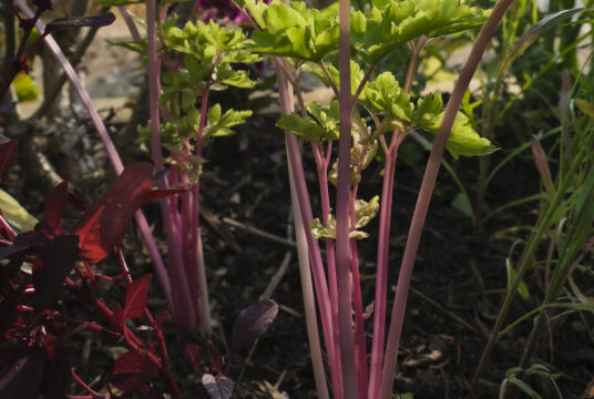 Celery Chinese Pink LAH _DSF1395 scaled 1