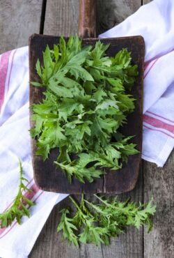 Mustard Wasabi LAH web _DSF2741 scaled