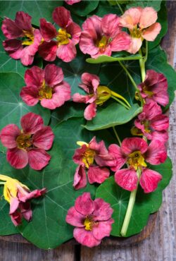 Nasturtium Purple Emperor LAH 2024 web _DSF3283 scaled
