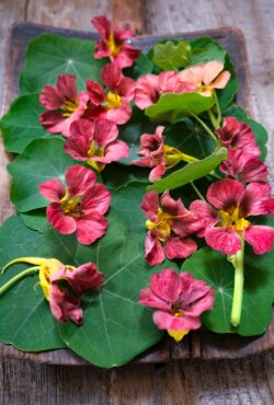 Nasturtium Purple Emperor LAH 2024 web _DSF3284 scaled