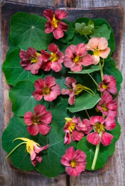 nasturtium purple emperor