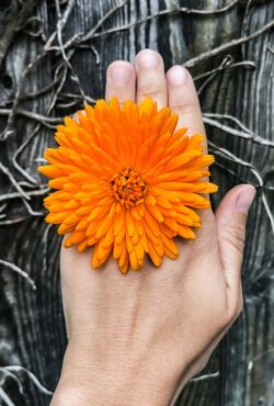 Calendula Orange King LAH web IMG_8657 scaled