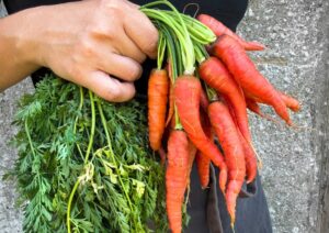 carrot atomic red