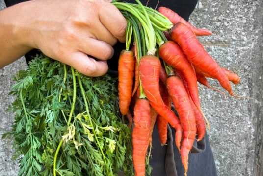 carrot atomic red