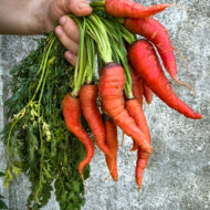 Root Vegetable Seeds