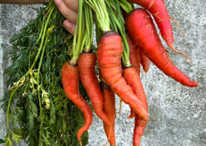 Carrot Atomic Red LAH 2024 web IMG_5029