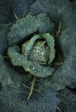 Cabbage Savoy Aubervilliers web _DSF1758 scaled