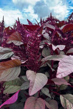 Amaranth Marvel Bronze LAH 2024 web IMG_5504 scaled