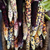 Drying Corn Fiesta LAH 2024 web IMG_6144 scaled